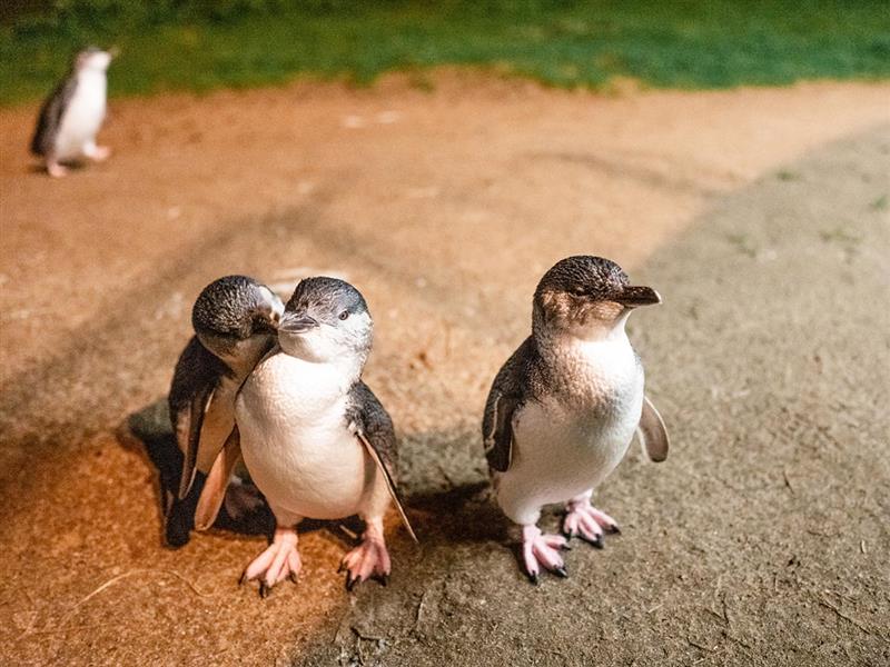 Penguins at Phillip Island Nature Park, Phillip Island, Victoria, Australia